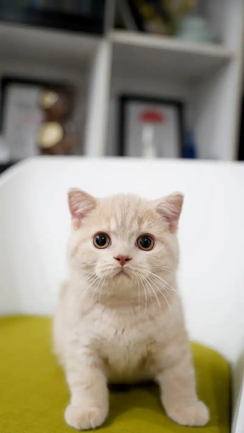 小橘子92  #英国短毛猫 #橘猫 #乳色英短#宠物摄影#宠 - 抖音