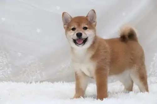 里有柴犬出售 纯种柴犬钱