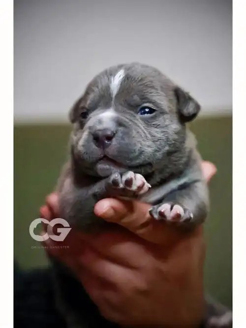 恶霸小狗来了哟