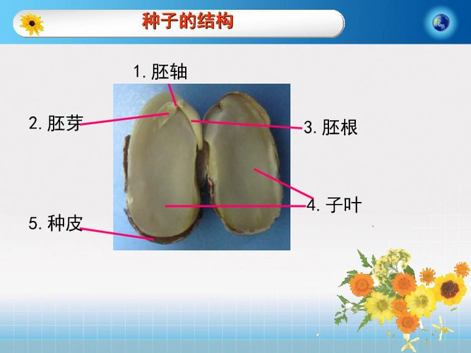 7种子和幼苗课件(29张)