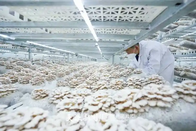 白参菌产业助力群众家门口就业增收_车间_芦晓娟_谢佳杰