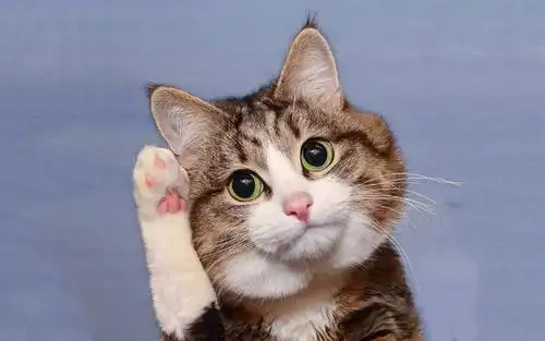 可爱猫咪搞笑表情,高清图片,动物壁纸-回车桌面