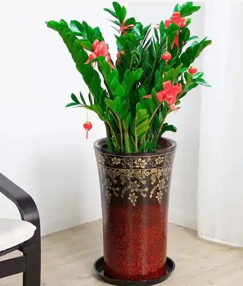 金钱树开花图片欣赏(金钱树开花图片欣赏图)