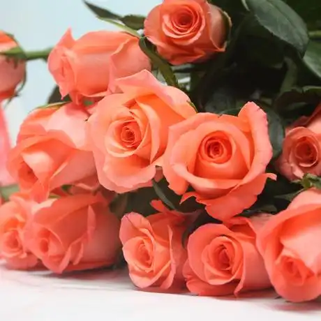 常用的鲜切花——艳粉玫瑰(影星)