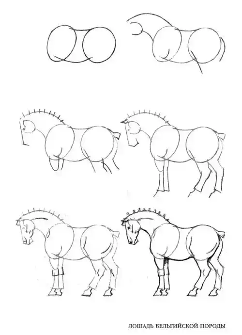 步骤怎么画马简笔画小马驹的画法马头的正面简笔画马简笔画十二生肖马