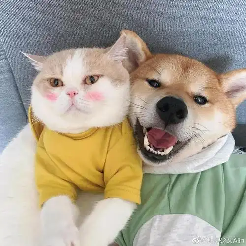 可爱的猫狗情侣头像,快和你对象换上叭!__财经头条