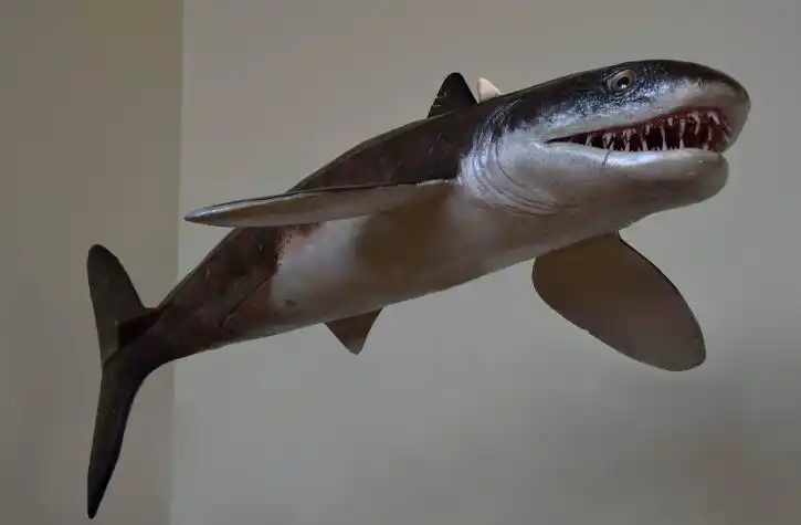 地球史前六大名"鲨":前5种一直在被虐,直到它的出现!