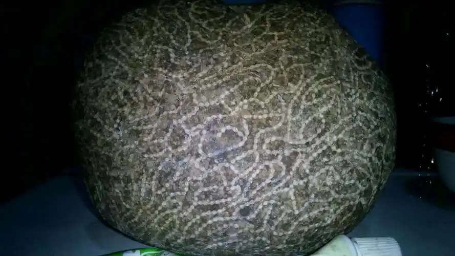 今天在河里捡到一块龙纹石,大家看值钱吗?