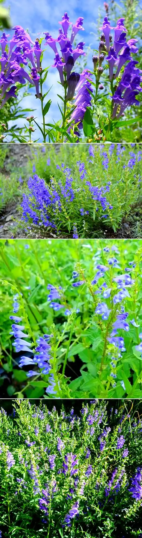 94 探秘半枝莲的奇妙世界 91