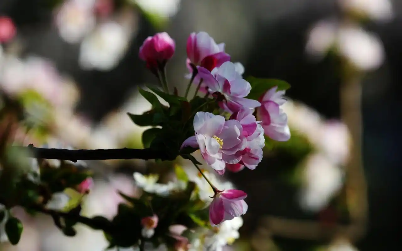 海棠花唯美植物摄影高清桌面壁纸