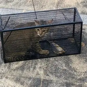 猫抓捕笼全自动抓猫神器捕猫器抓猫笼野外救助流浪猫野猫抓捕笼子