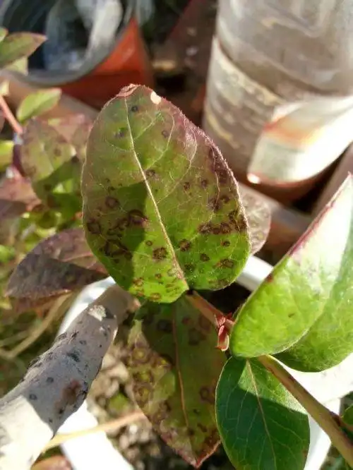 蓝莓这是得了锈病吗?