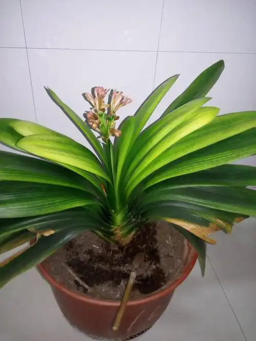 君子兰叶子发黄了,为啥呢?