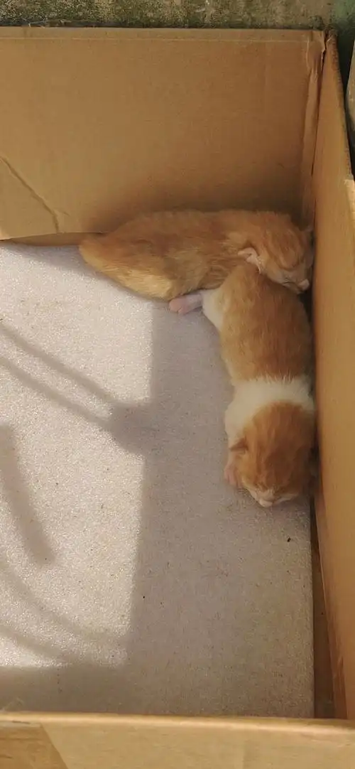 【上海浦东】刚出生橘猫橘白两只等未来的铲屎官