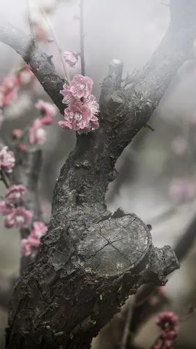 梅花- 海视觉 - 图虫网 - 优质摄影师交流社区