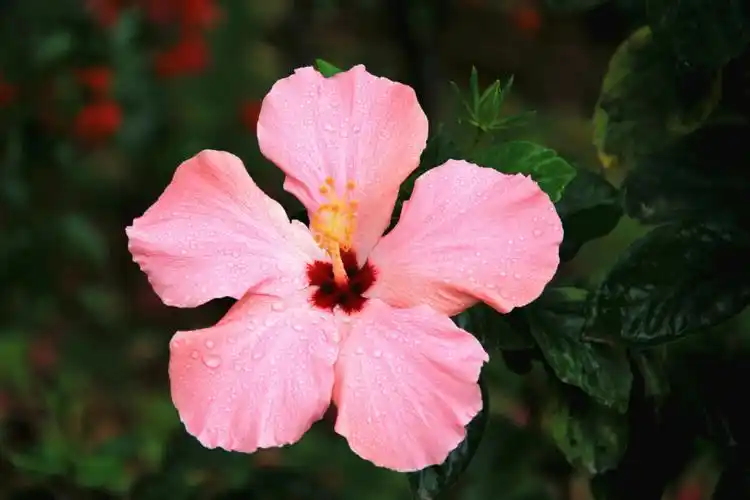 花团锦簇忆南方 (二)