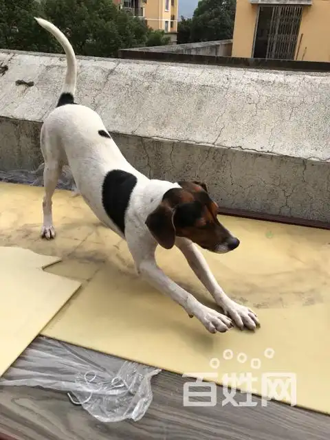 【搞定了!】出售小体太仓猎犬