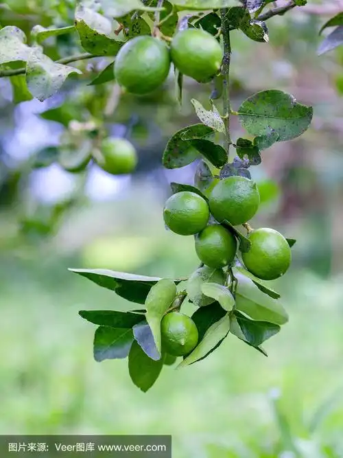 青柠树,树枝上有新鲜的青柠.