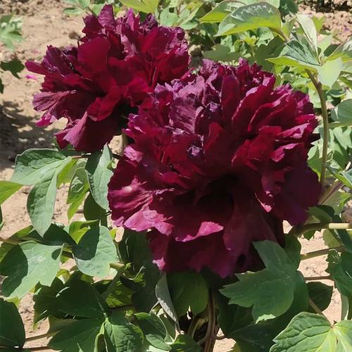 冠世墨玉菏泽洛阳正宗牡丹基地黑色观赏重瓣大苗庭院盆栽带花苞