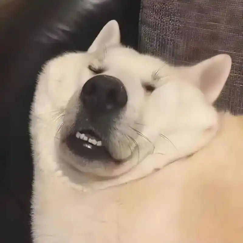 适合你的沙雕头像.#一起换头像 #欢迎取图 #这也太可爱了吧