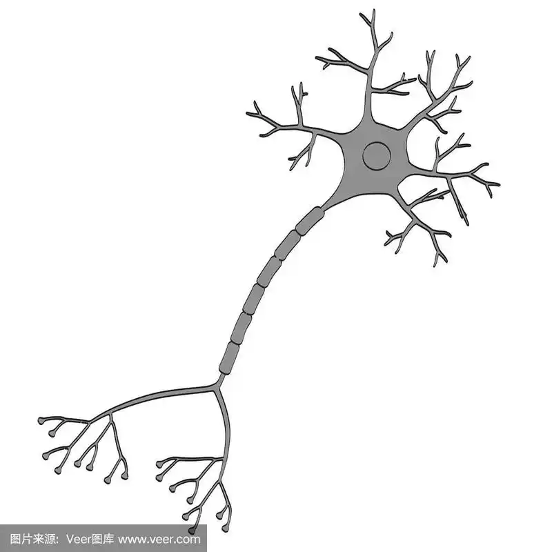 神经元,脑,细胞核,神经系统,小的