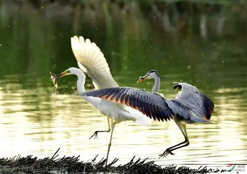 白鹭与苍鹭