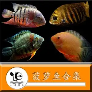 卡瑞尔帝王虎斑菠萝鱼