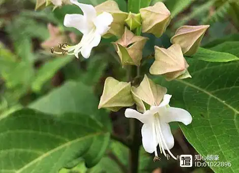 民间称白花鬼点火农村路边遍地都是止咳止痛主跌打损伤
