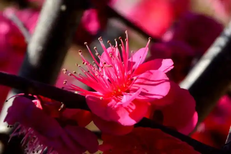 那里的梅花真的很美,特别是红色梅花最漂亮