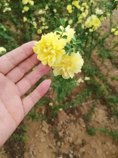 【苗圃发货】黄刺玫扦插小苗杯苗绿化苗工程苗东北耐寒苗木批发