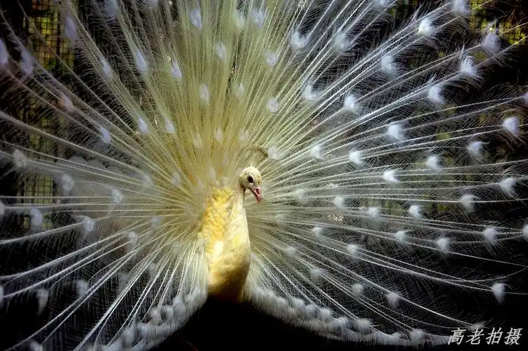 〈原创摄影〉孔雀开屏 - 高老 - 高老