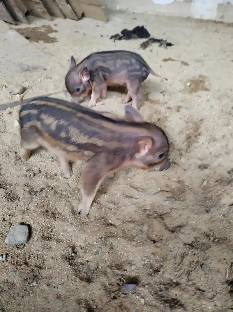 新农人计划2022 精选高纯度二代种用小野猪