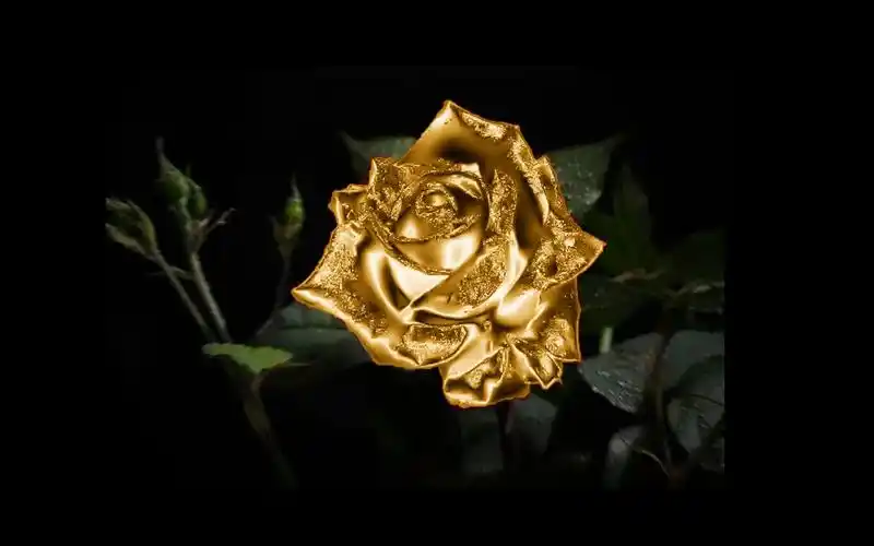 ps金玫瑰小技巧