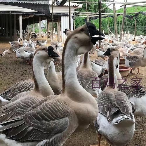 灰狮头鹅王 买5只共发6只 (公母可选)