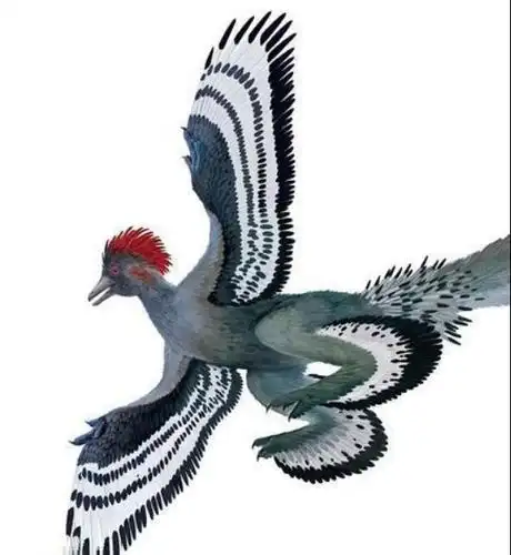 米.根据科学家的推测,近鸟龙全身披羽,且飞羽的颜色是相当的华丽!