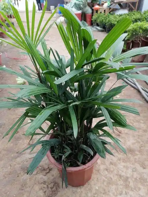 棕竹盆景图片大全(棕竹盆栽有哪些品种) - 123植物网