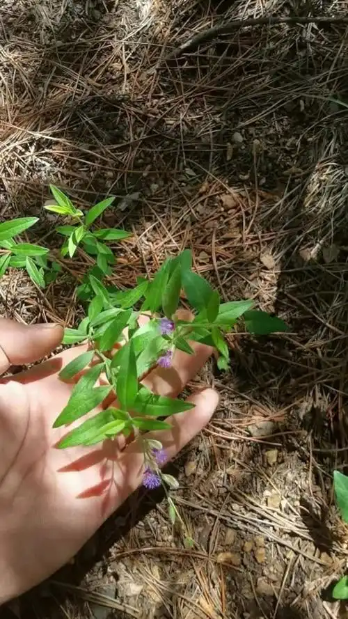 这种植物叫瓜子金,它主要是用根部,它可以镇静安神