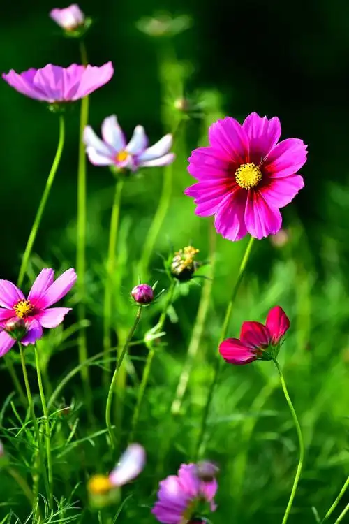 新春到!沾花惹草少不了2021