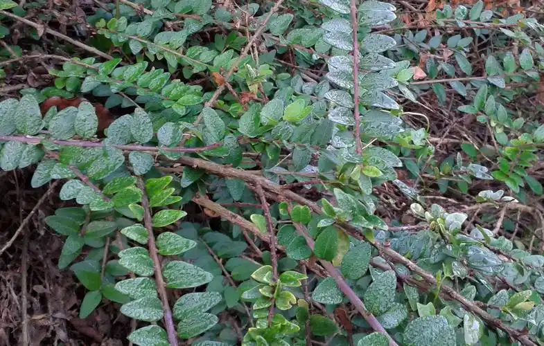 非常低矮的小灌木什么名