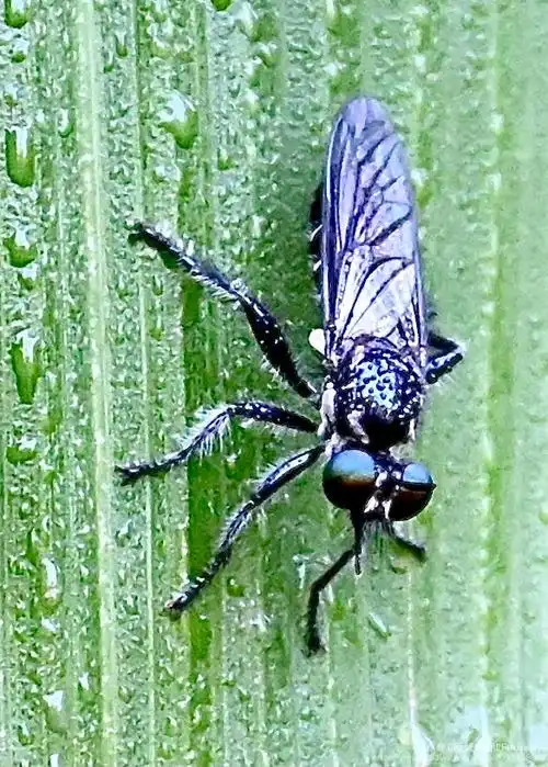 琉璃食虫虻首发
