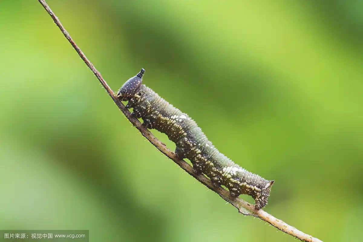 蝴蝶幼虫