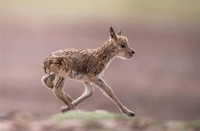 顾莹野生动物摄影作品集