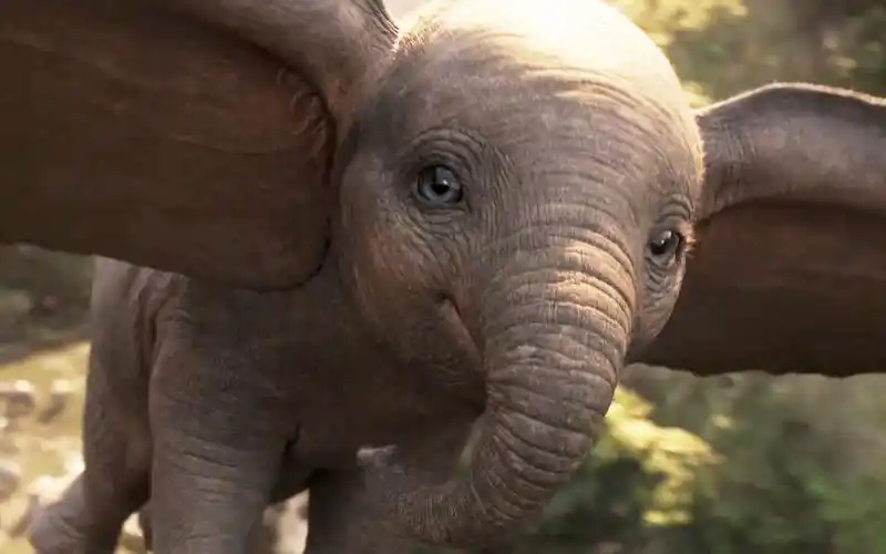 小飞象:超可爱的大象,萌萌的大耳朵还会飞行,好想养一头!