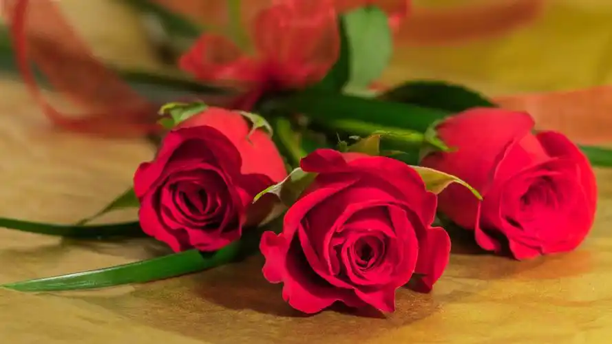 红玫瑰花,花束 壁纸 - 2560x1440 qhd高清