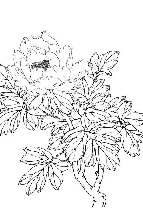 入门教程丨工笔画线描花卉画谱牡丹篇