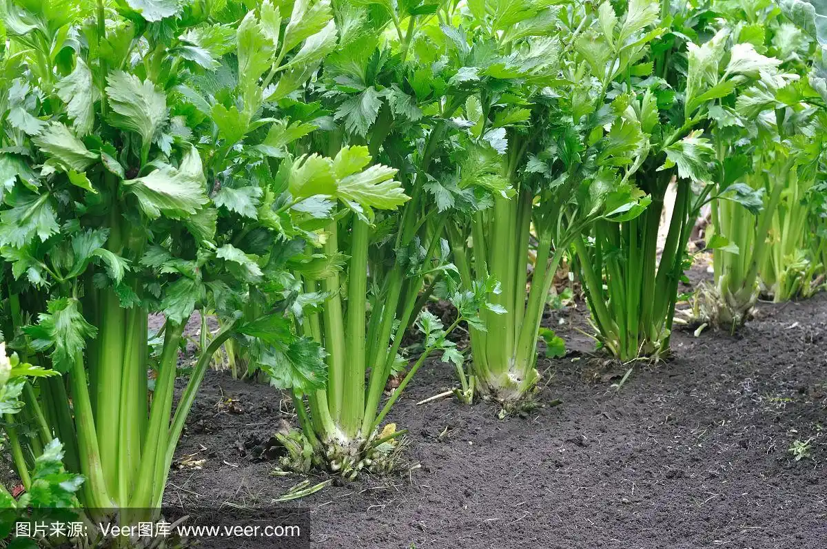 芹菜种植园的特写