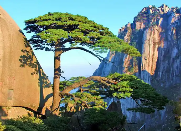 红茶滋润:不老松