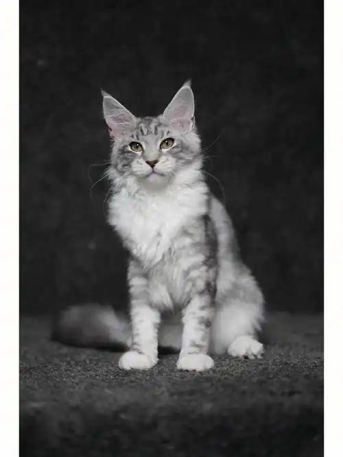 缅因猫银虎斑加白幼猫杭州正规缅因猫舍