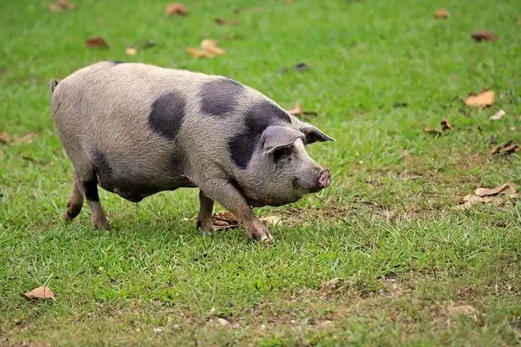 病死的猪都被怎么处理,真的做成火腿肠吗?猪场老板告诉你真相!