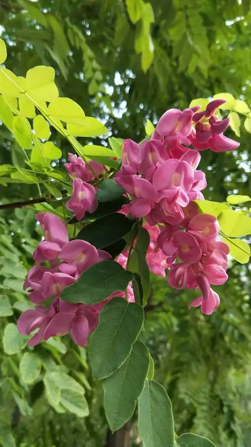 没错!她就是毛洋槐树的花儿.毛洋槐别名毛刺槐,江南槐.